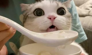 猫咪为什么爱喝酸奶 猫可以喝酸奶吗